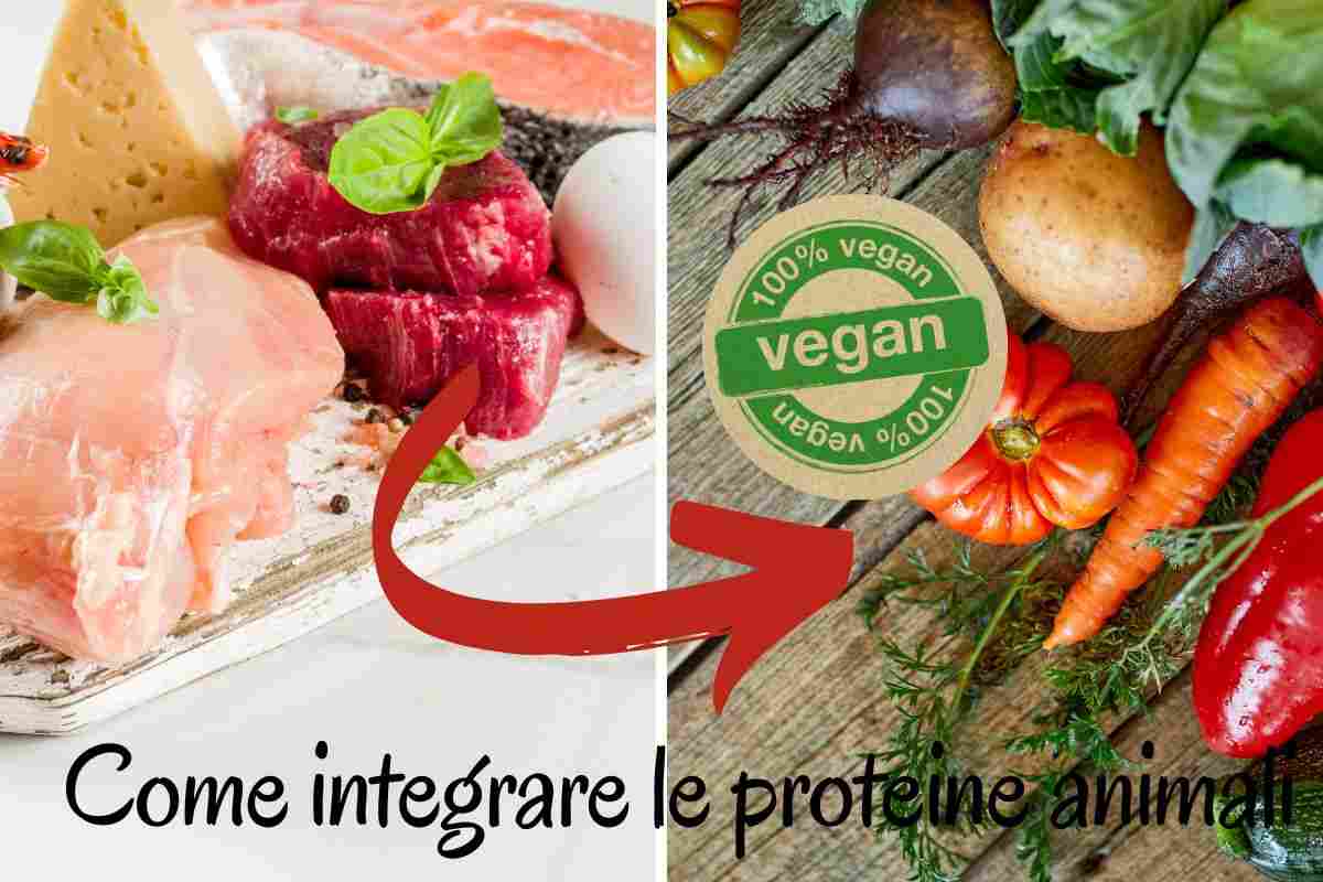 Integrare le proteine animali in una dieta vegana- Intaste.it