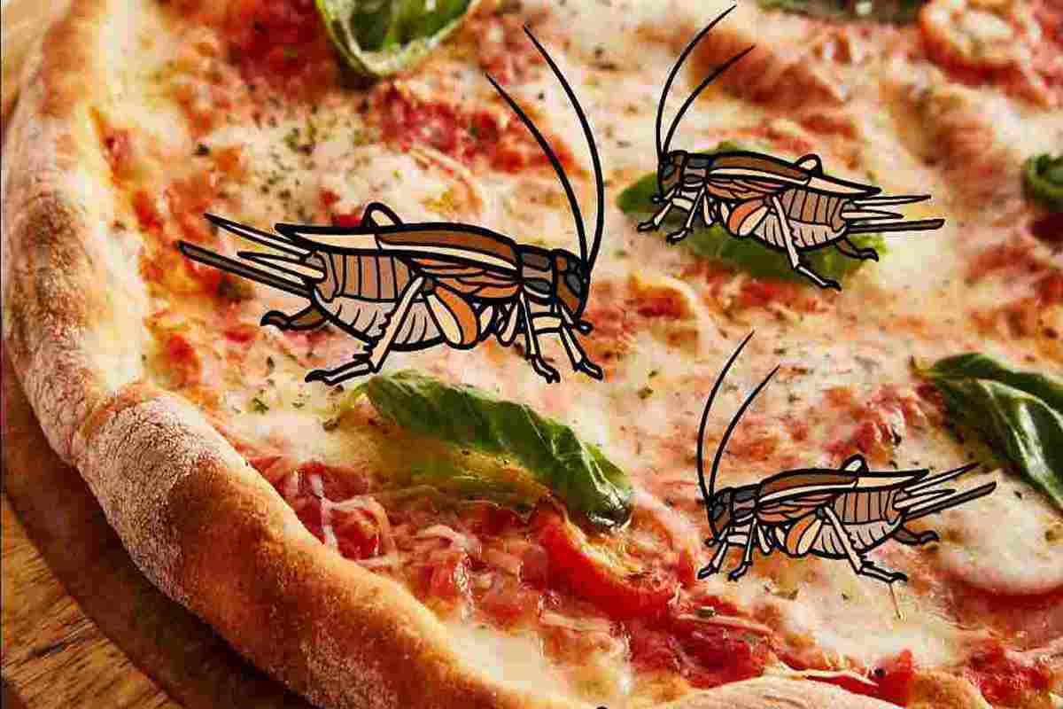 Pizza con farina di insetti, siamo pronti?