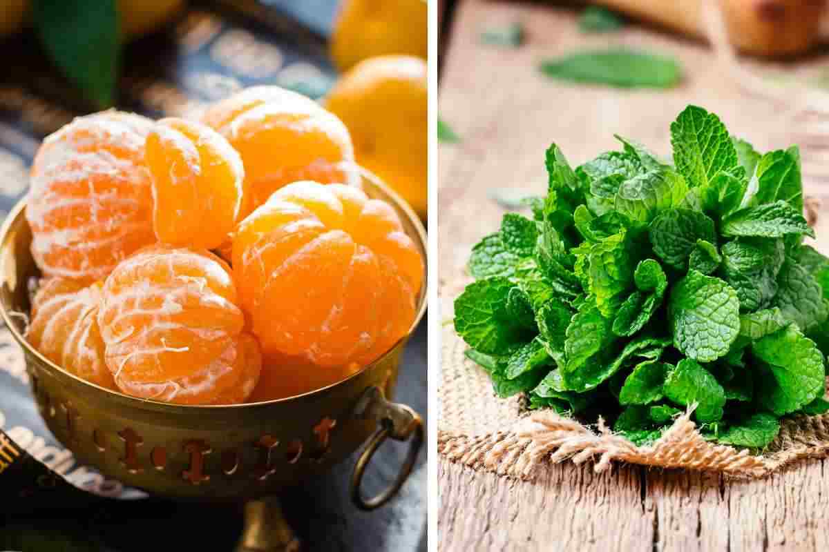 Il mandarino e la menta in infusione: benefici
