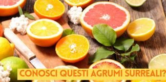 agrumi particolari, i più strani al mondo