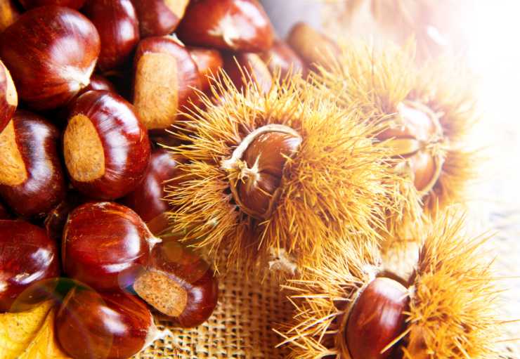 castagne, riconoscere quelle buone