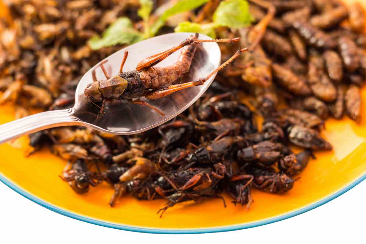 alimenti che contengono insetti