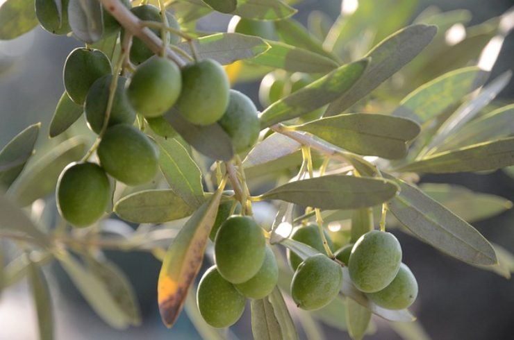 olio d'oliva, il più buono 2023