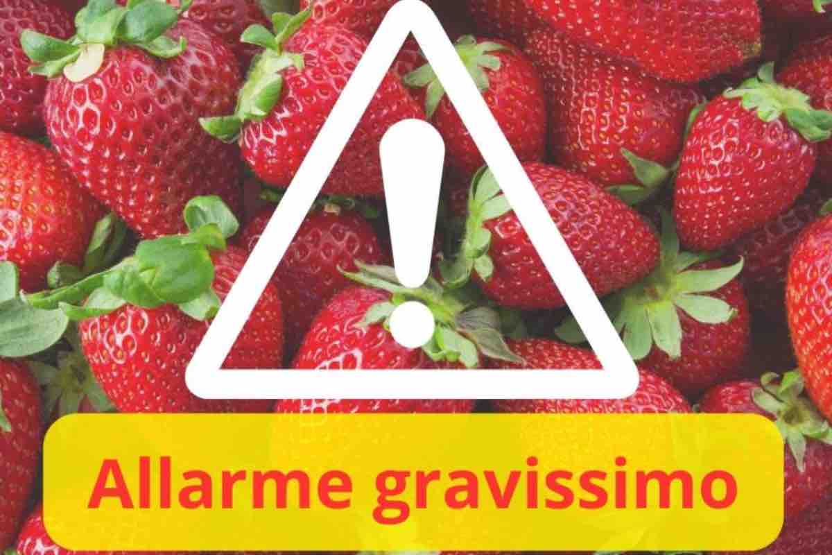 allarme coltivatori sulle fragole