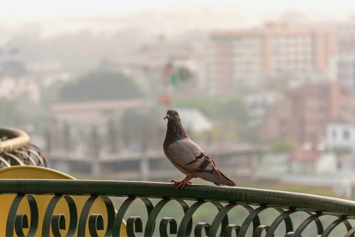 Come allontanare i piccioni dal balcone?