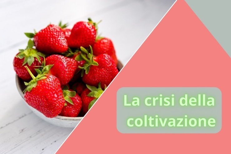 allarme coltivatori sulle fragole