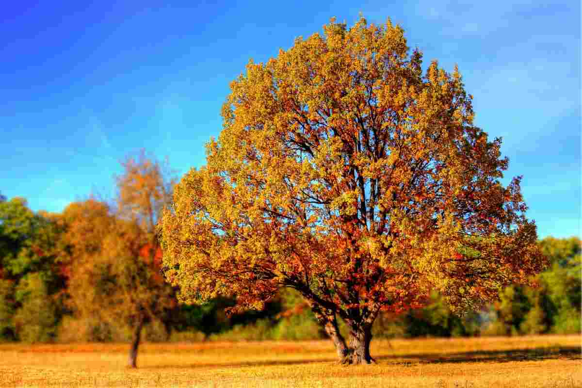 albero in base al giorno di nascita 