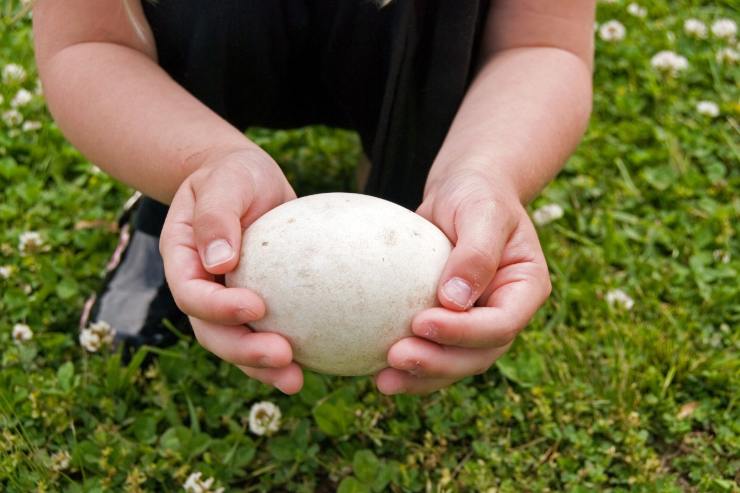 uovo di oca, preparazioni e ricette