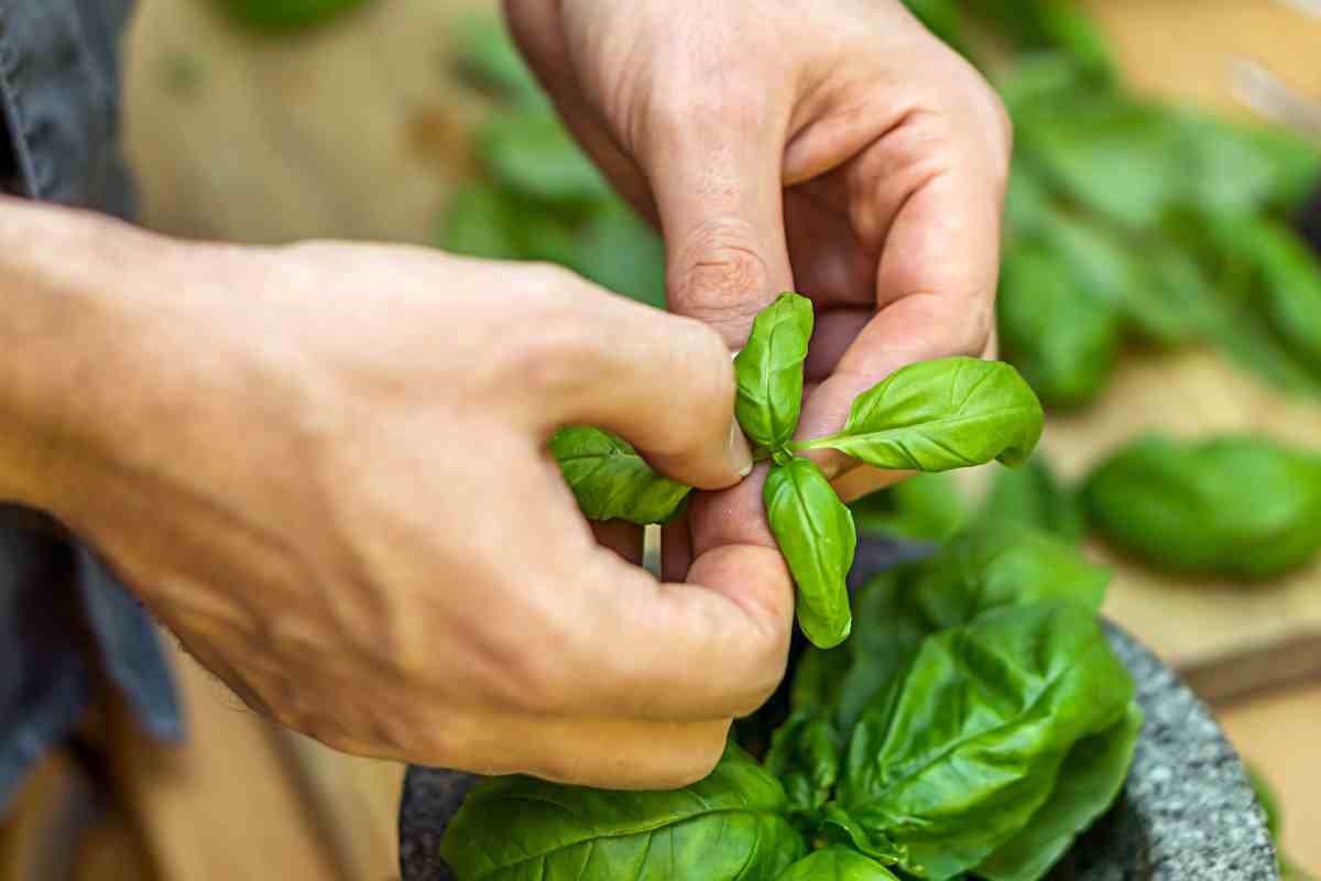 Come curare la pianta di basilico 