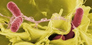 allerta efsa nitrosammine