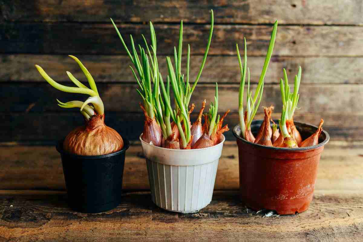 coltivare la cipolla in vaso