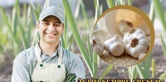 come coltivare aglio in casa
