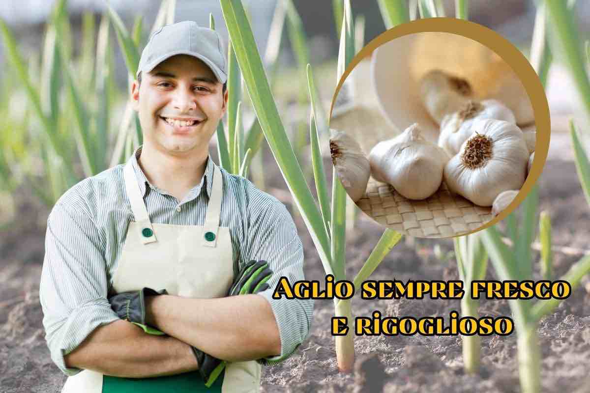 come coltivare aglio in casa 