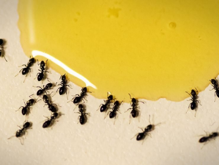 come eliminare formiche in casa