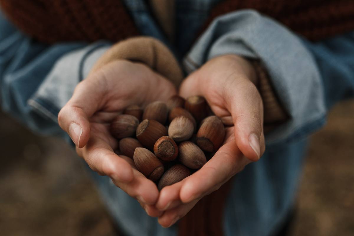 nocciole proprietà