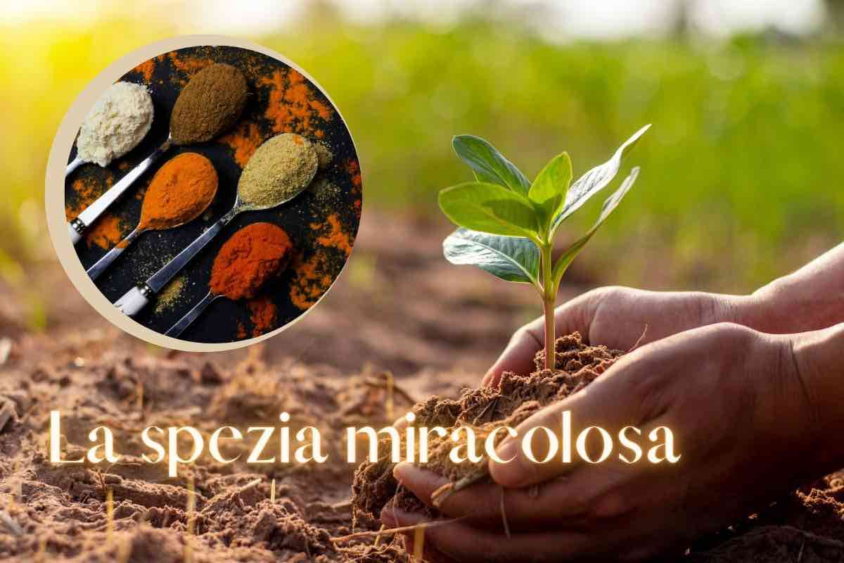 spezia che fa vivere le piante a lungo