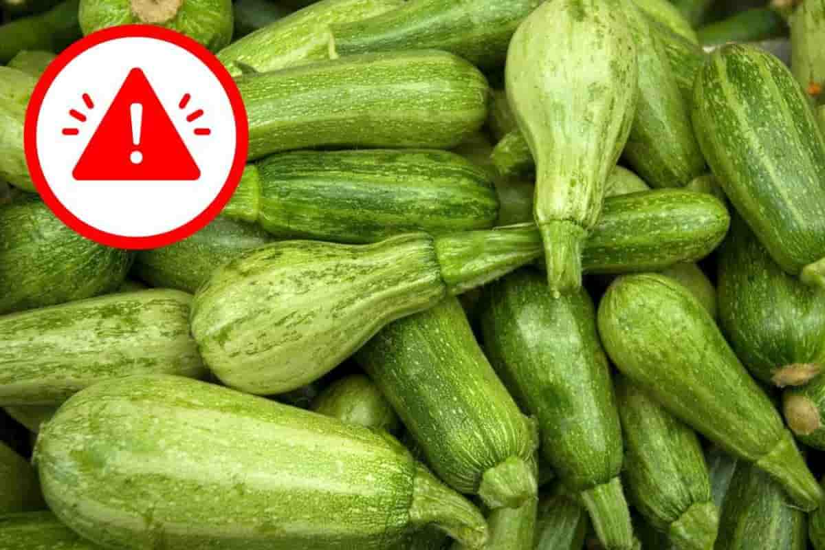 zucchine velenose pericoli