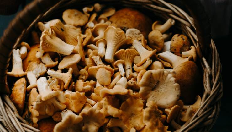 Funghi: come tagliarli a seconda della specie 