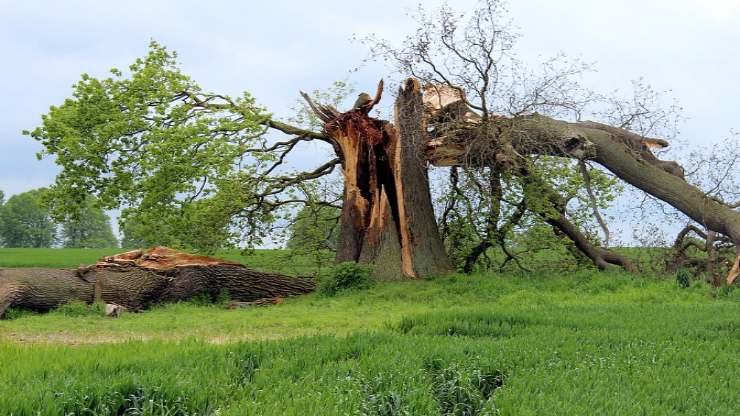 Legna di Quercia 