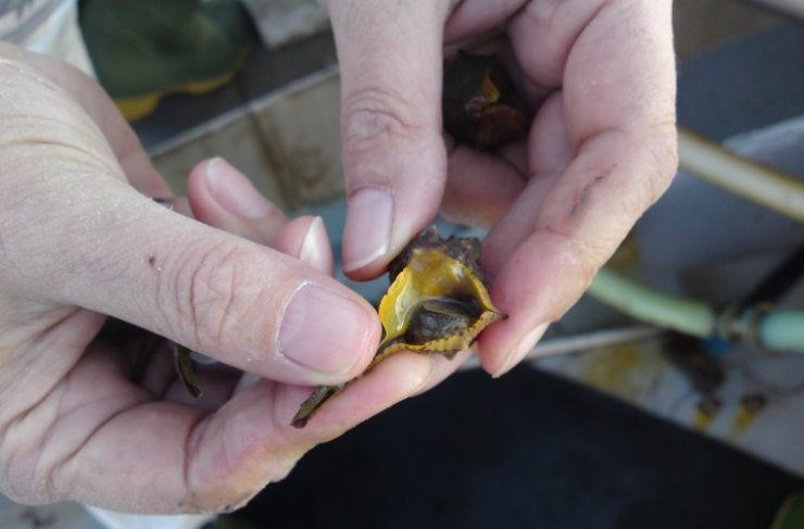 errori da non fare con le vongole: aprirle per cucinarle