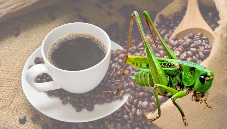 caffè che contiene tracce animali