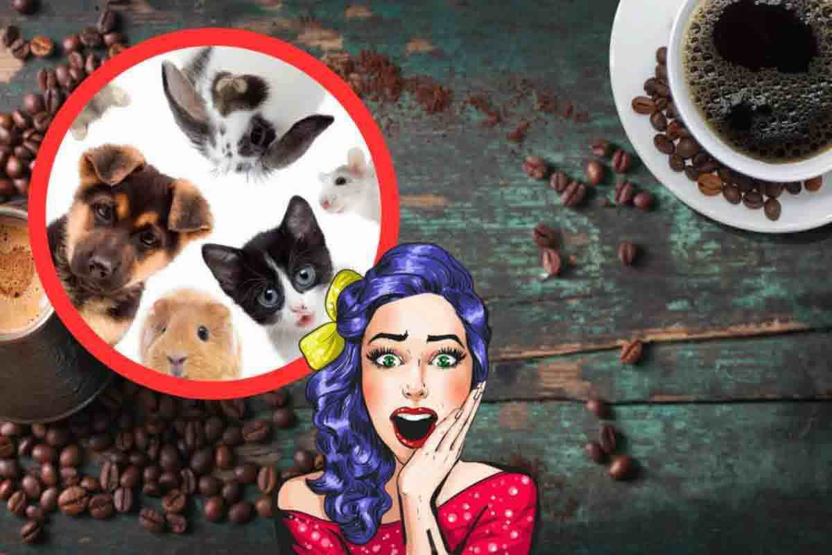 caffè che contiene tracce animali