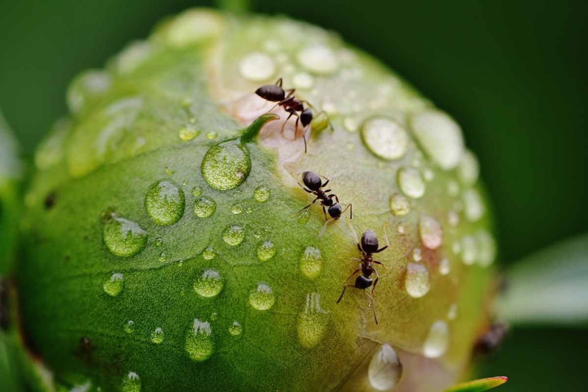 addio formiche e zanzare rimedio