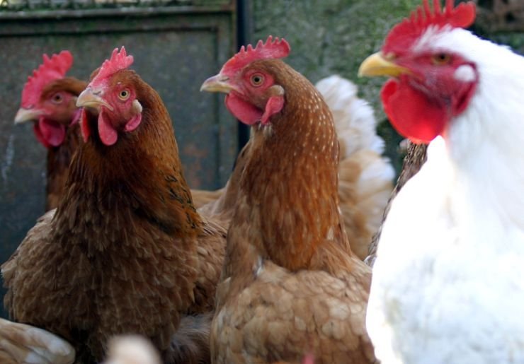 uova pericolo truffa: occhio allevamento galline