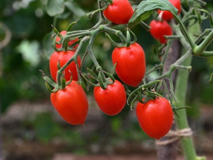 metodo per coltivare pomodori