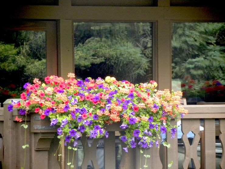 piante resistenti caldo balcone fiorito