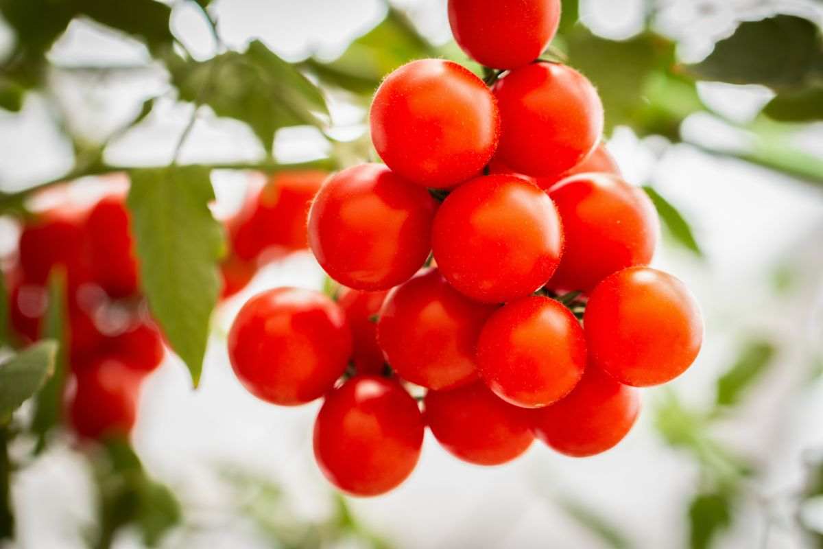 coltivare pomodori in casa