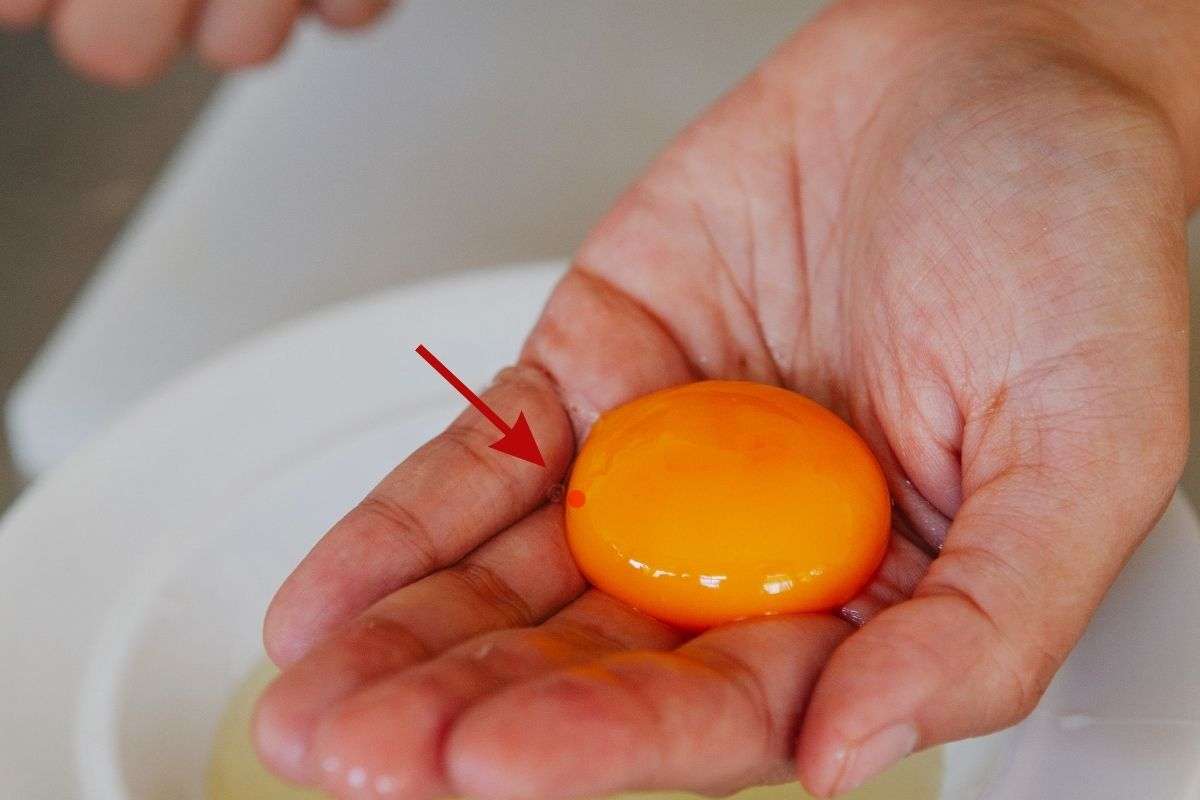 cos'è il punto rosso nelle uova