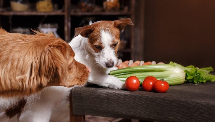 Animali in cucina: medici avvertono su conseguenze