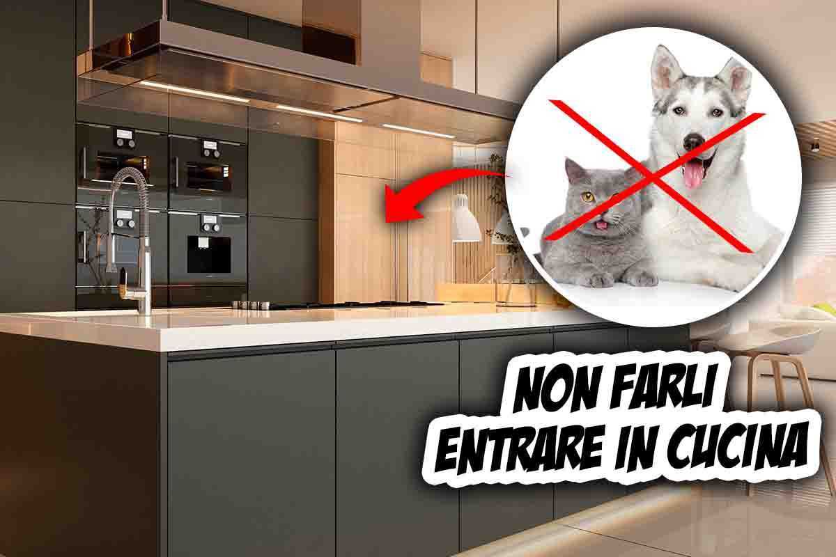 Animali in cucina: l'allarme dei medici 