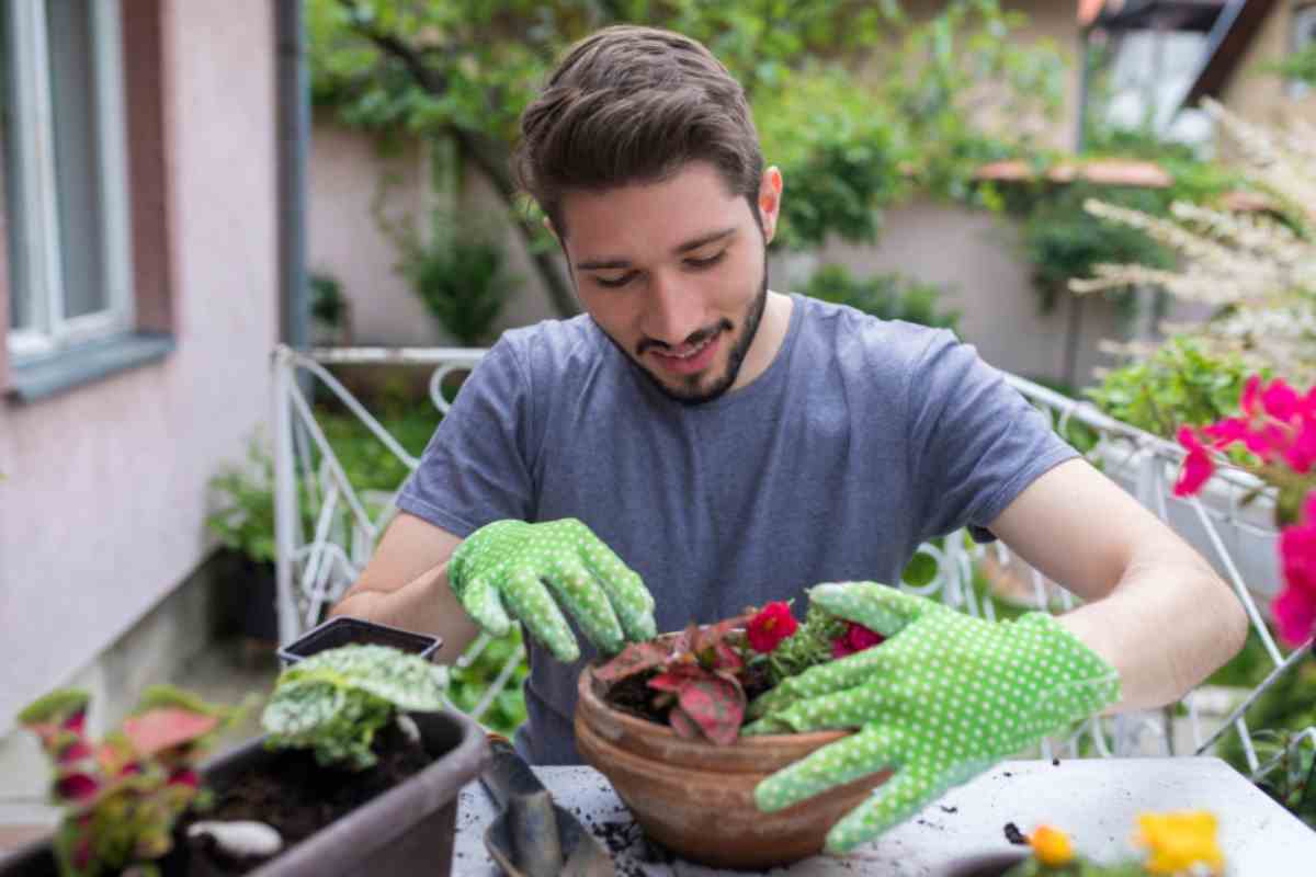 Le piante perfette per l'orto in casa