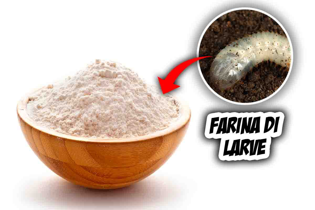 Farina con larve di tarme: approvata da Efsa 