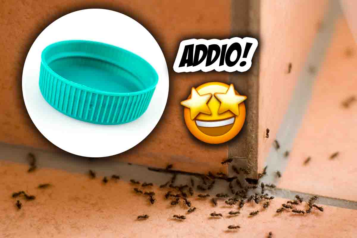Allontanare le formiche da casa con il metodo dei tappi