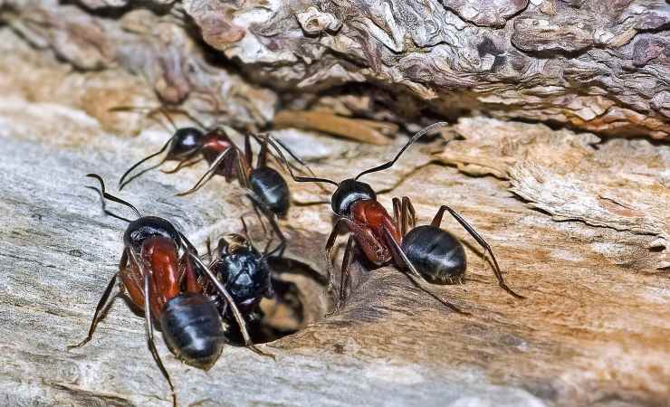 metodo dei tappi anti formiche: sano e gratis
