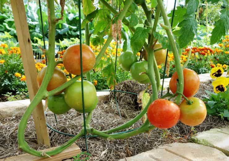 Pomodori, il trucco per coltivarli 