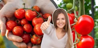 Pomodori, il trucco per coltivarli