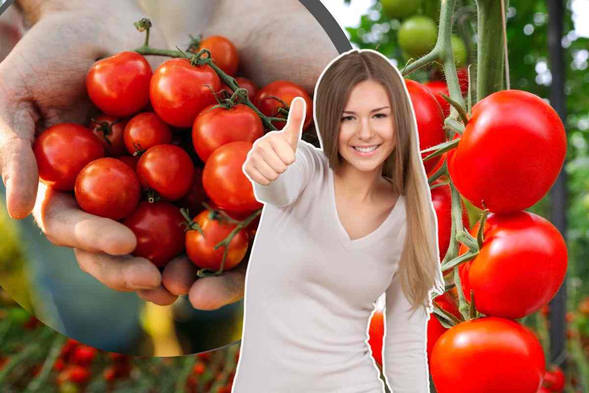 Pomodori, il trucco per coltivarli 