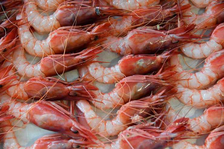 scampetti molto freschi per il pranzo d'estate