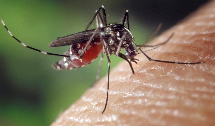 Rimedi naturali contro punture di zanzare