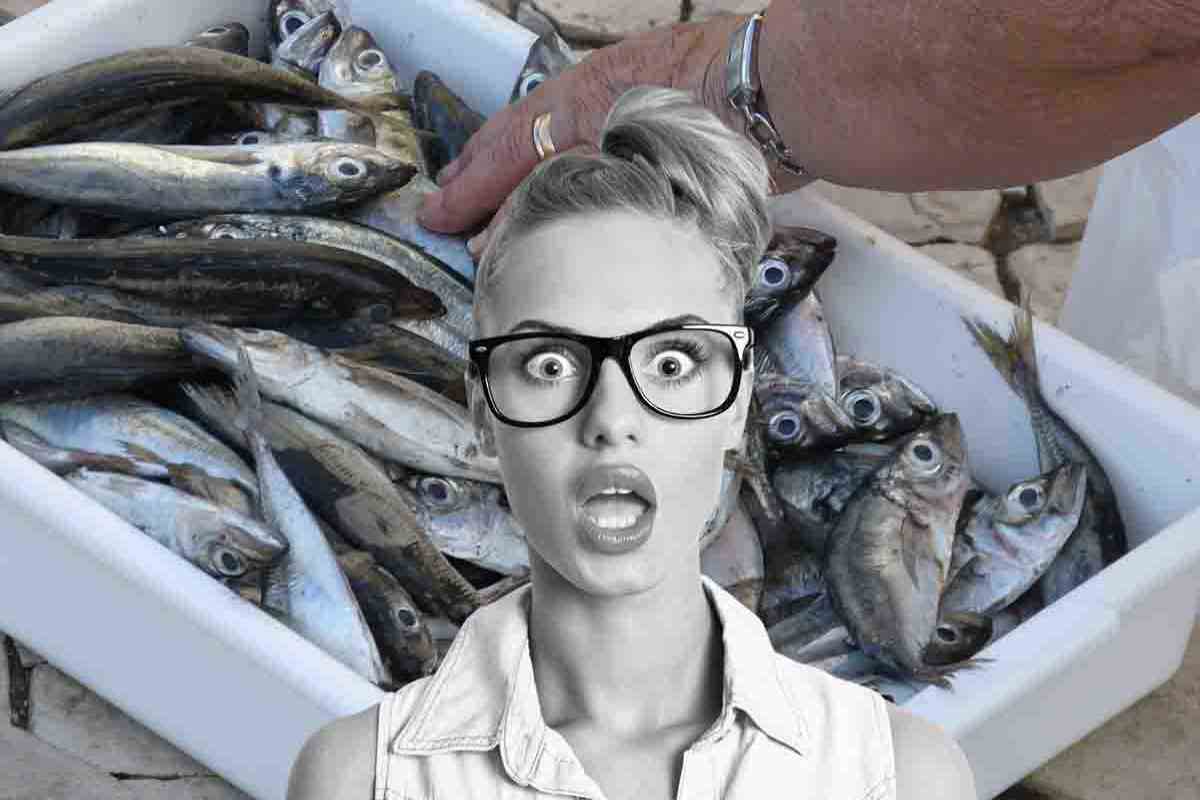 Allarme pesce contaminato in Italia
