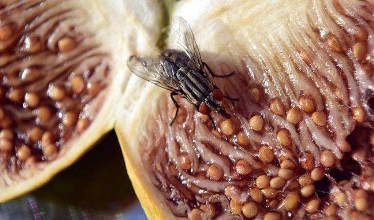 Mosca in frigo cosa fare