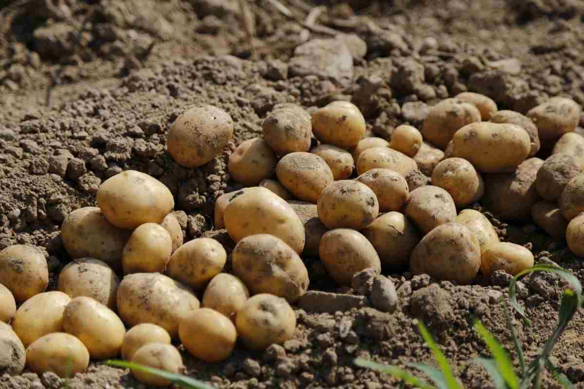 patate tutti i giorni: gli effetti sull'organismo