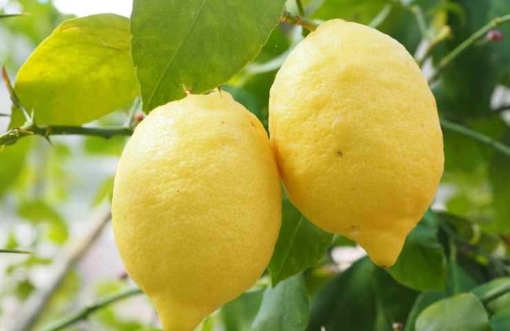 budini al limone ricetta