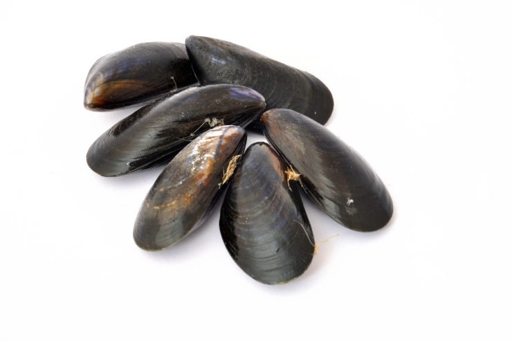 secondo piatto a base di cozze