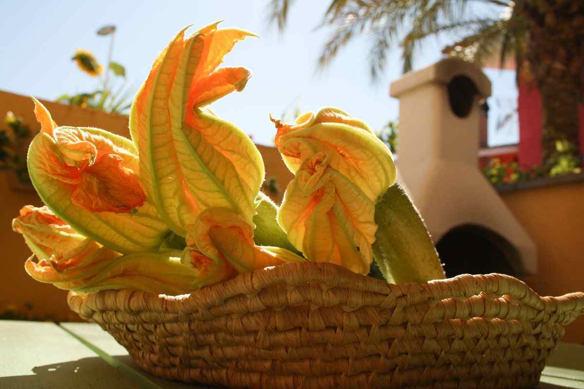 come conservare i fiori di zucca: l'incredibile metodo