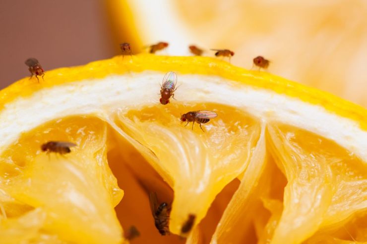 Perché evitare il cibo toccato dalle mosche